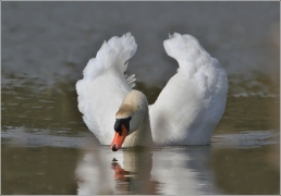 <p>Labuť velká (Cygnus olor) –--- /Mute schwan – Höckerschwan/</p>